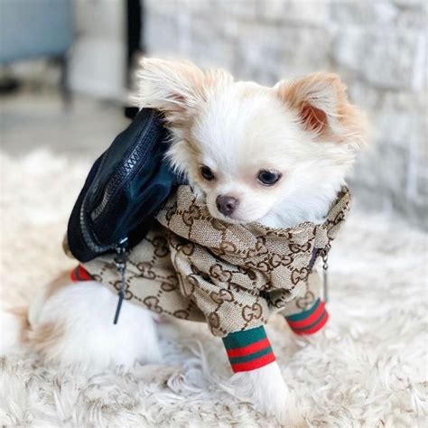 gucci dog coats|gucci tote with cat.